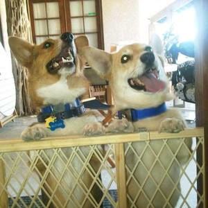 Meet your Posher, Beverly